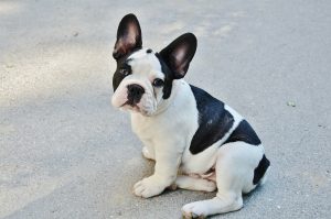 french bulldog puppy essentials