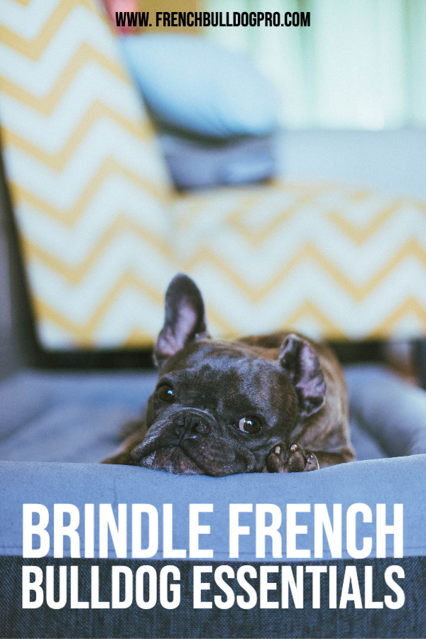 Brindle French Bulldog
