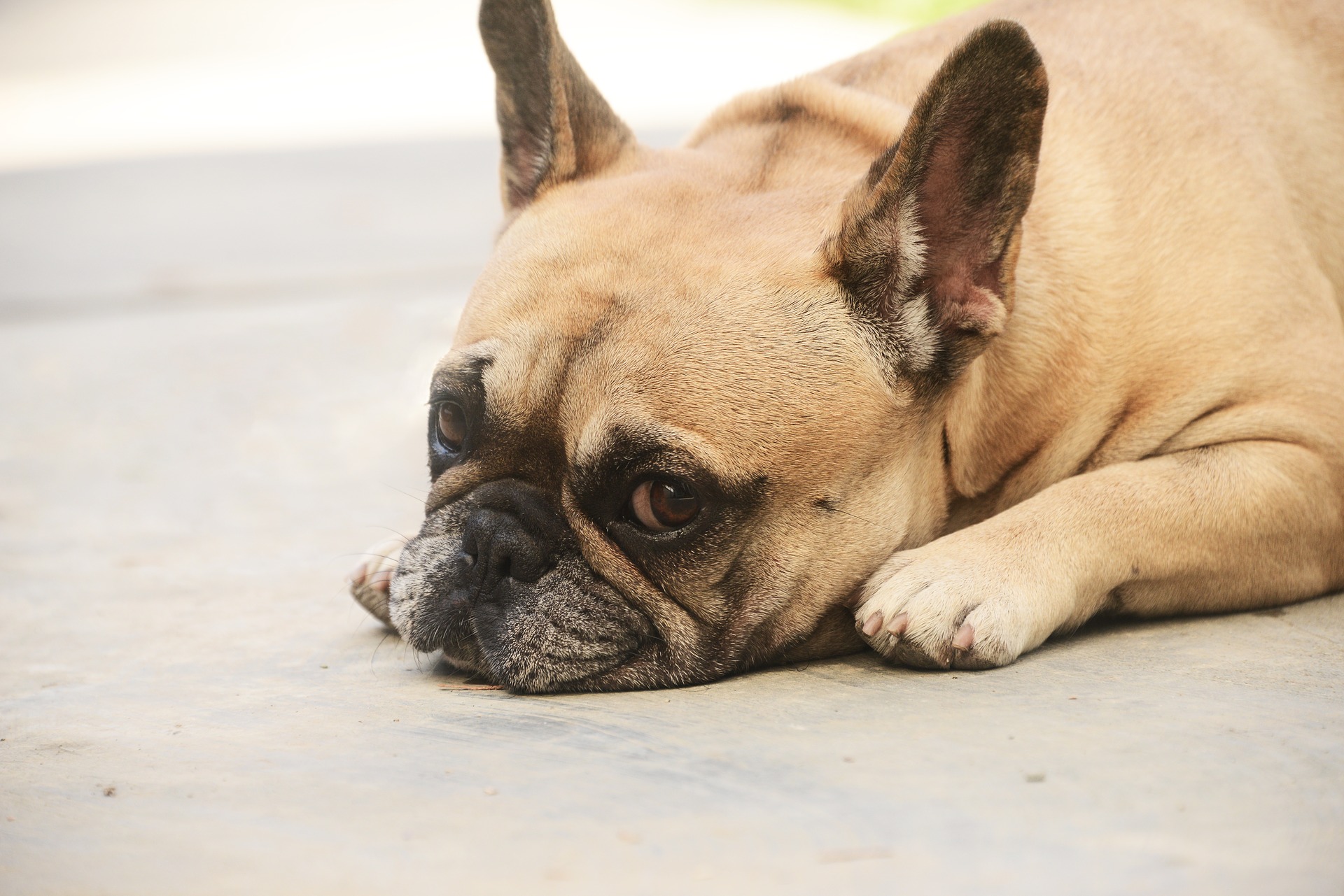 Hidden Answers to Do French Bulldogs Shed or Not