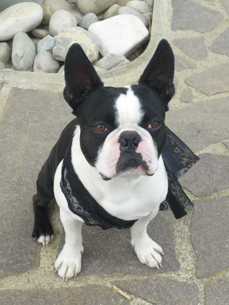 do french bulldogs need to be groomed ?
