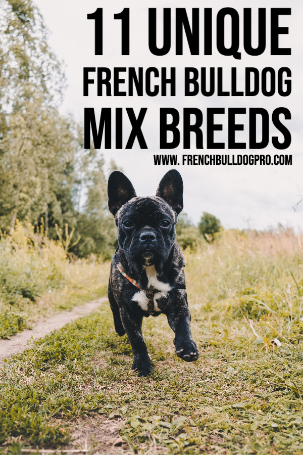 11 Unique French Bulldog Mix Breeds - FrenchBulldogPro