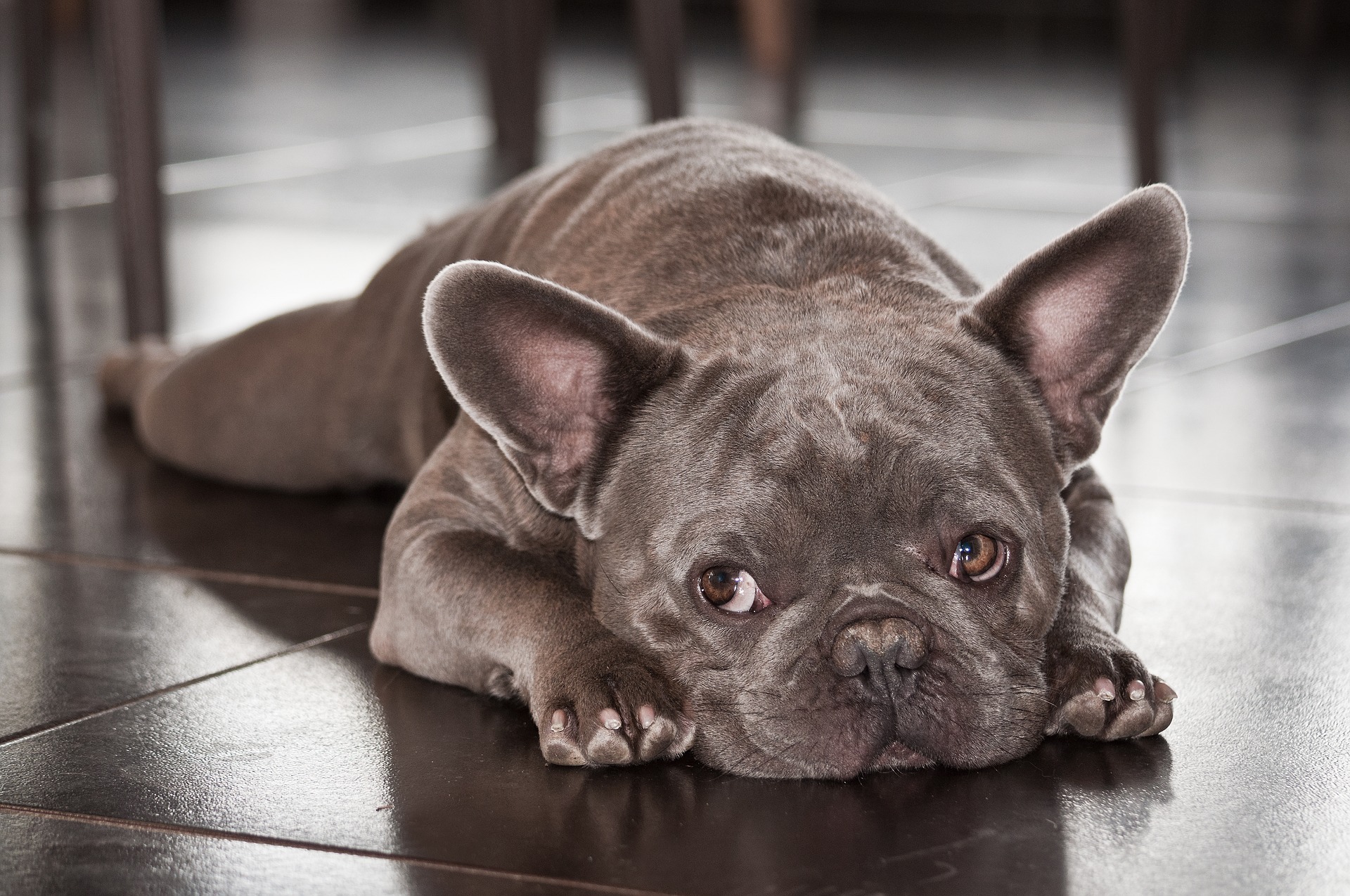 French Bulldog Back Leg Weakness