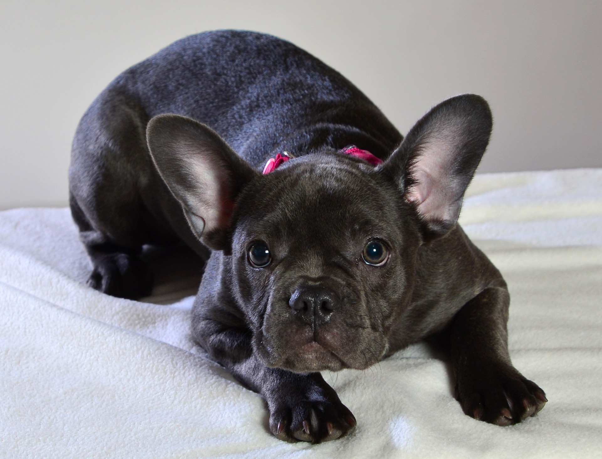 Guide to 11 French Bulldog Cross Breeds - Newsletter for French Bulldog ...