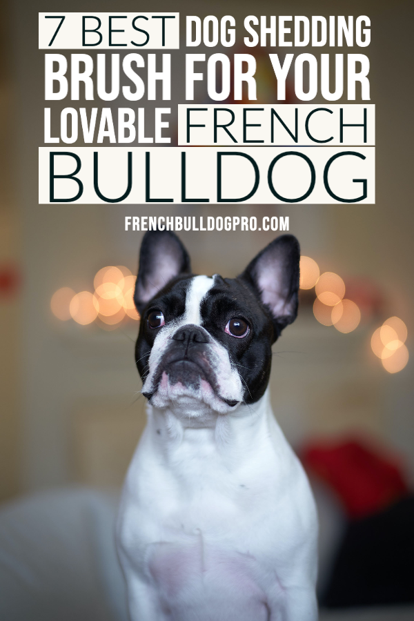 best dog shedding brush for french bulldog