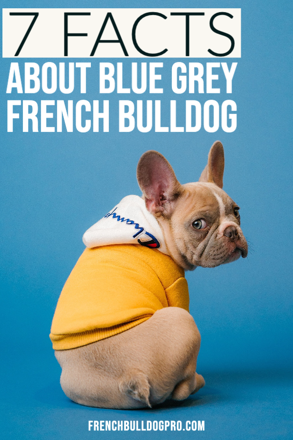 blue grey french bulldog
