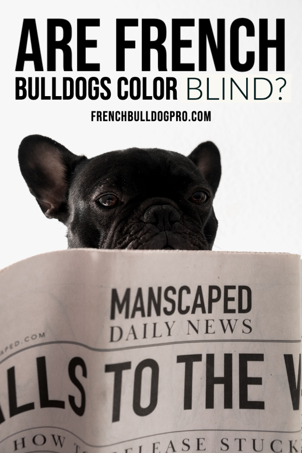 are french bulldogs color blind