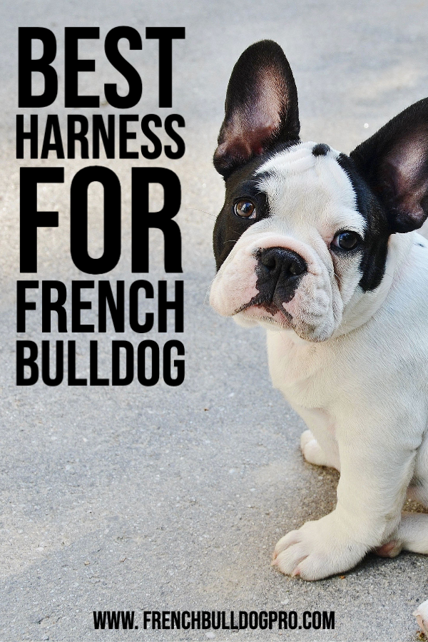 Best Harness for French Bulldog