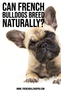 Can French Bulldogs Breed Naturally? - Newsletter for French Bulldog Owner