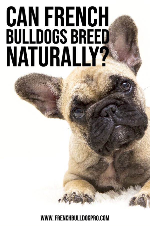Can French Bulldogs breed naturally
