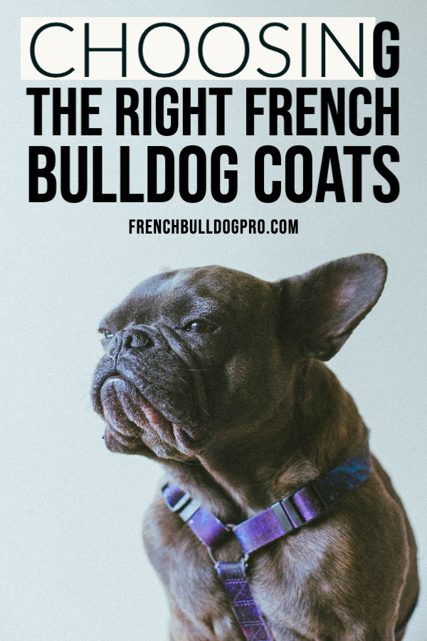 french bulldog coats