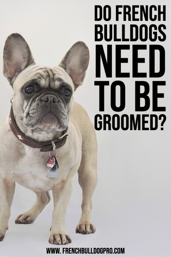Do French Bulldogs Need to Be Groomed