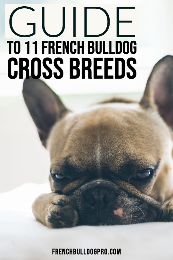 french bulldog cross breeds