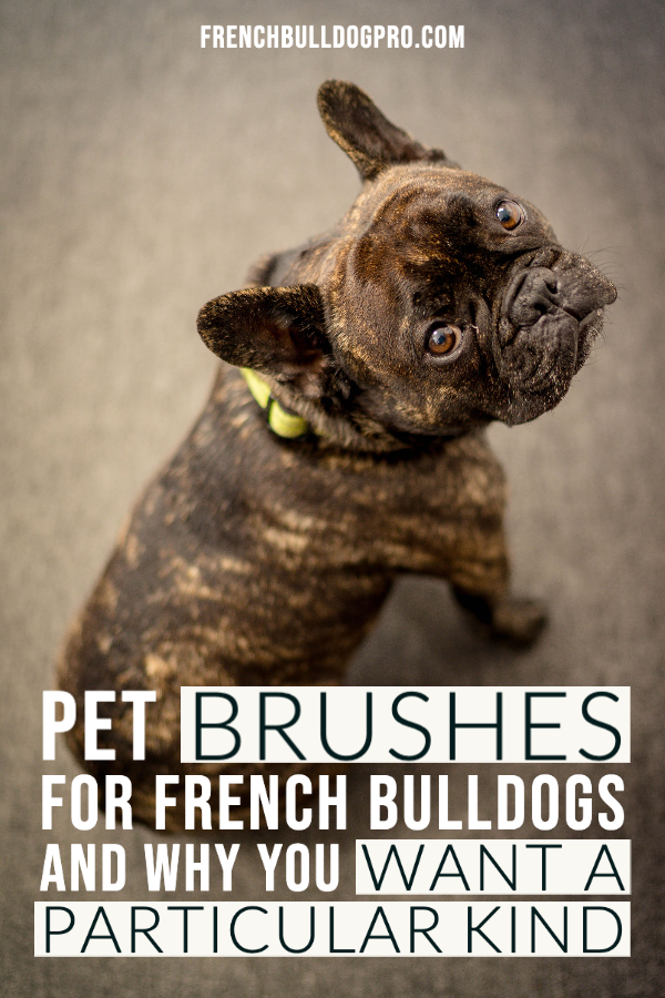 pet brushes for french bulldogs