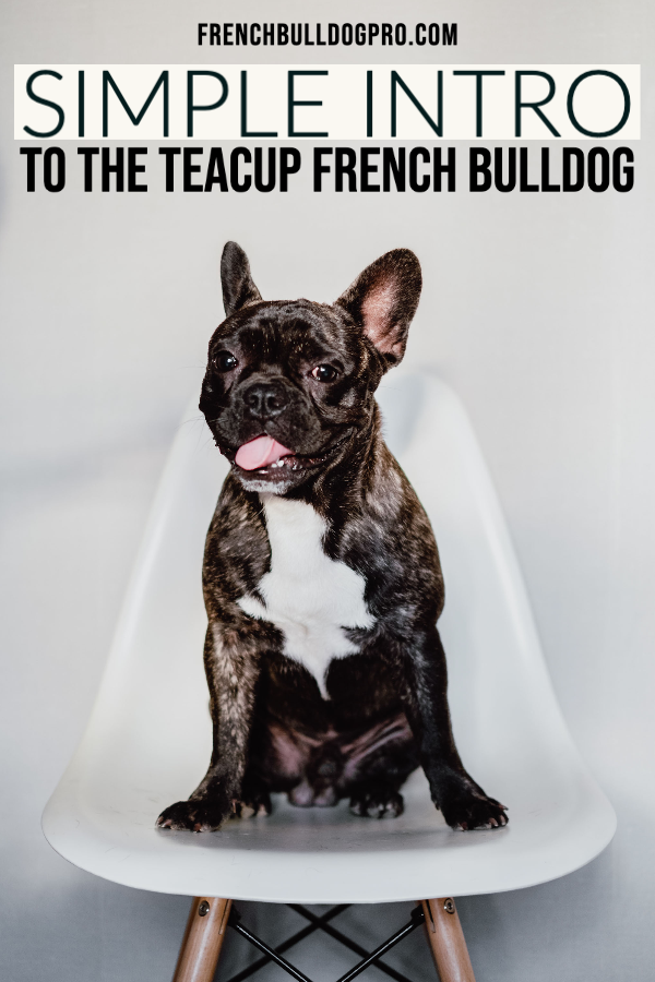 teacup french bulldog