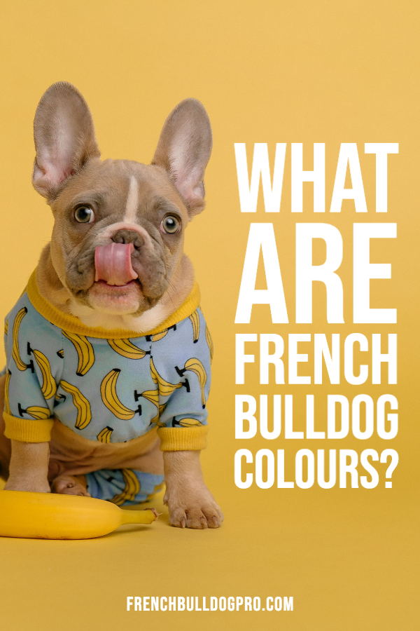french bulldog colours