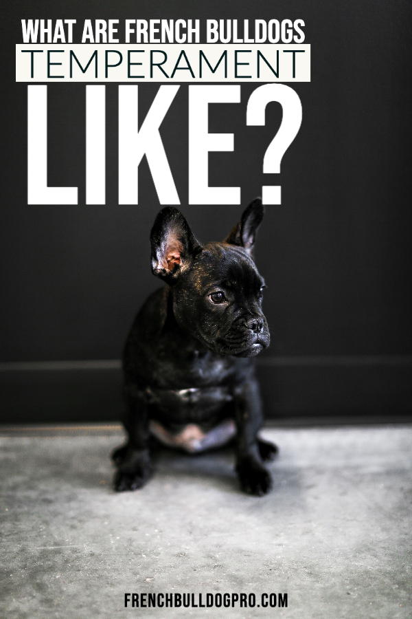 what are french bulldogs temperament like