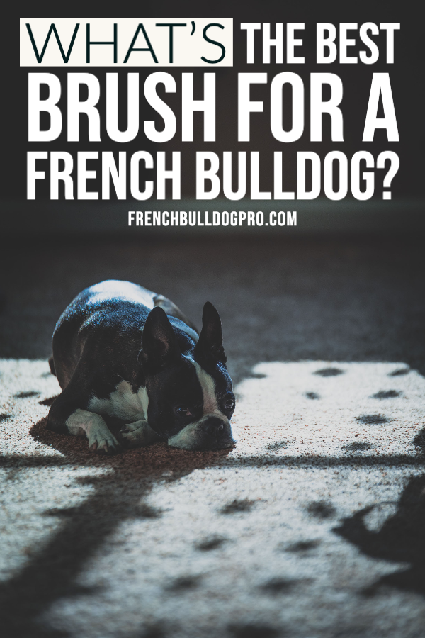 best brush for french bulldog