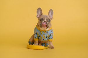 Best dog food for French bulldog with a sensitive stomach