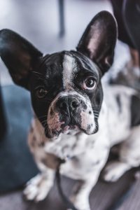 Best foods for French bulldog with skin allergies