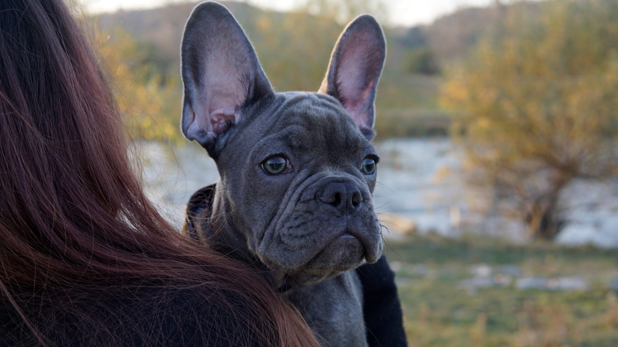 Introduction to Dog Grooming Brushes Newsletter for French Bulldog Owner