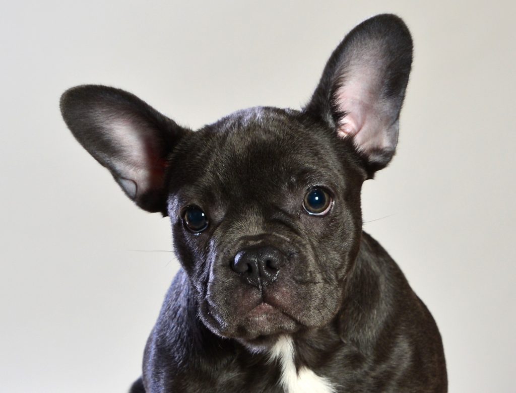 How Much Are Blue French Bulldog Puppies