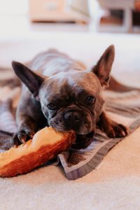 best food for your French bulldog
