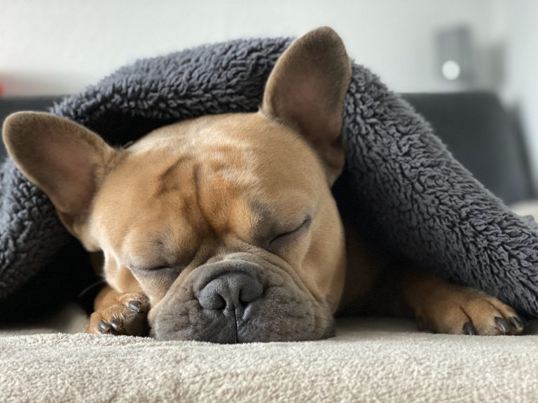 French Bulldogs versus Chihuahuas: Empowering You to Choose the Perfect Companion