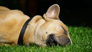 French Bulldogs with Sensitive Stomachs