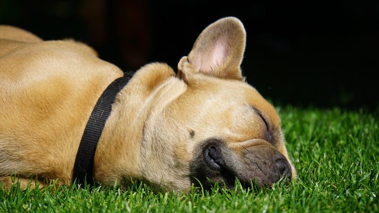Finding the Best Food for French Bulldogs with Sensitive Stomachs
