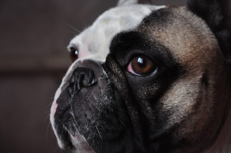 5 Essential Factors to Consider When Feeding French Bulldogs
