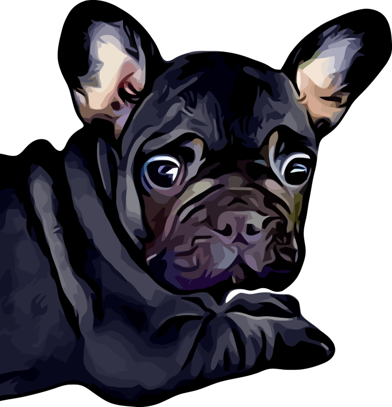 7 Fun Activities to Bond with Your Blue French Bulldog