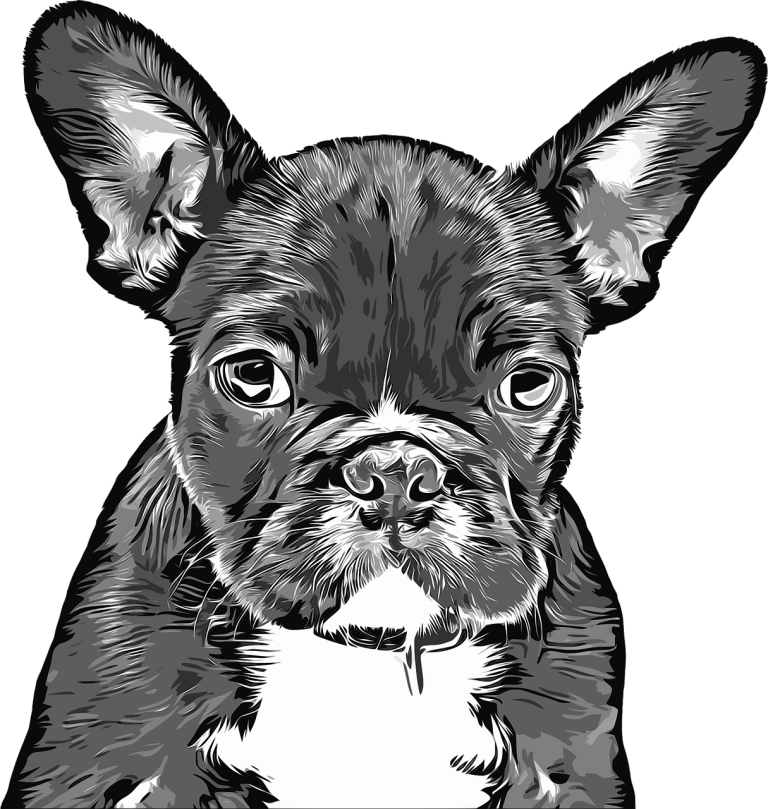 The Fun Facts about Miniature French Bulldogs Top 10