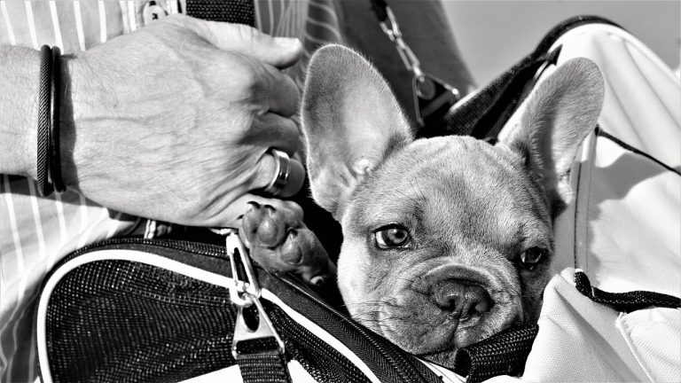 Are French Bulldogs Good Pets?
